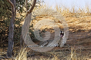 Cheetah in Kgalagari transfrontier park, South Africa