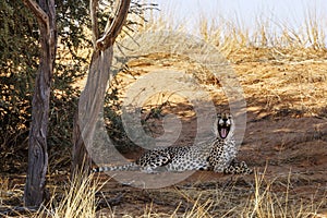 Cheetah in Kgalagari transfrontier park, South Africa