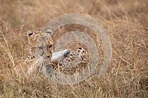 Cheetah choking a Thomson Gazelle, Masai Mara