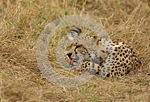 Cheetah cleaning its claws, Masai Mara