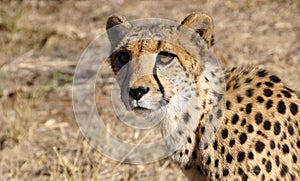 A cheetah close to you and looking at you in the Kalahari desert