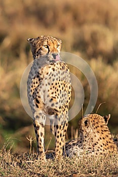 Cheetah close up (Acinonyx jubatus), Masai Mara Reserve, Kenya