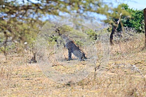 Cheetah close up from South Africa