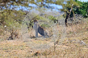 Cheetah close up from South Africa