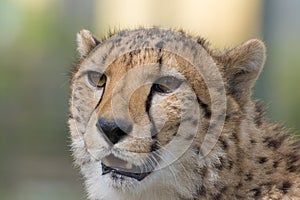 Cheetah closeup