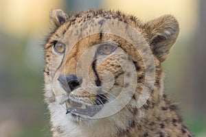 Cheetah closeup