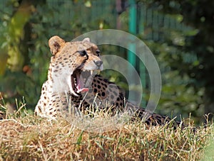 Cheetah closeup portrait