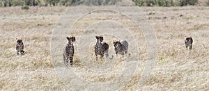 A Cheetah Coalition