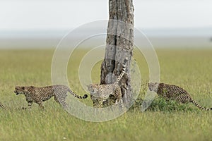 Cheetah Coalition Brothers doing Territory Marking at Masai Mara