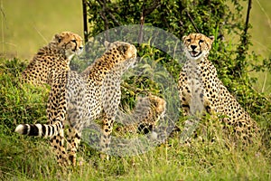 Cheetah coalition sits and stands by bush