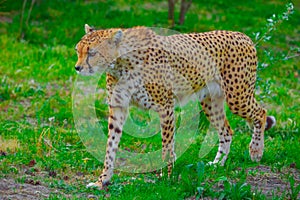 Cheetah comes very close. marking territory