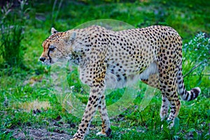 Cheetah comes very close. marking territory