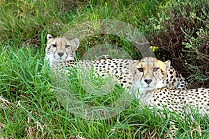 Cheetah couple
