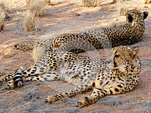 Cheetah Couple Sieata, Namibia , Africa