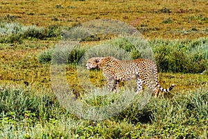 The cheetah creeps up. Serengeti, Tanzania