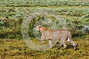 The cheetah creeps up to the prey. Serengeti, Tanzania