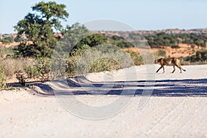 A cheetah crossing a dirt road