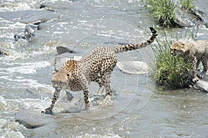 Cheetah crossing river