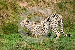 Cheetah Crouching in the Grass Ready to Pounce