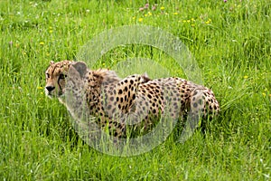 Cheetah crouching, ready to pounce photo