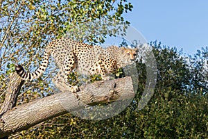 Cheetah Crouching on a Tree Branch