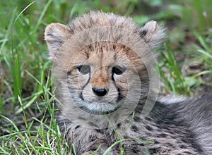 Cheetah cub 02