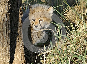 Cheetah cub