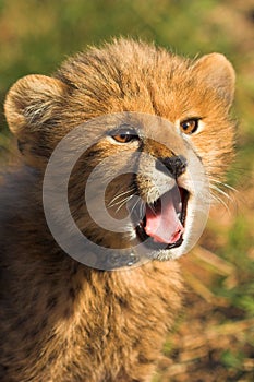 Cheetah Cub