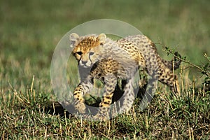 Cheetah Cub photo