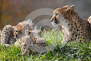 Gepard a mládě 