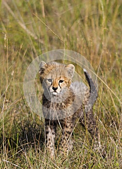 Cheetah cub