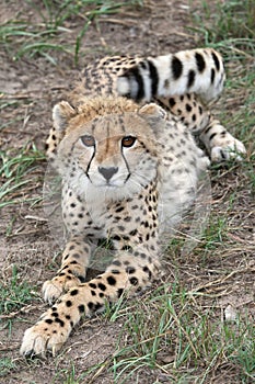 Cheetah Cub