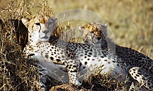 Cheetah with cub