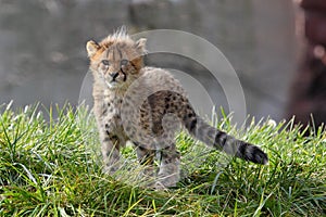 Cheetah cub