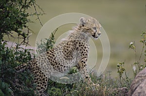 Cheetah cub