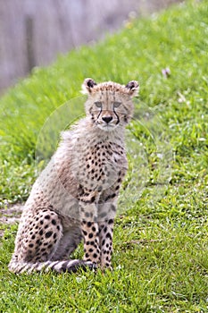 Cheetah cub