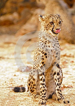 cheetah cub