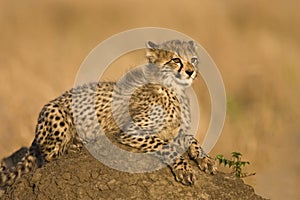 Cheetah cub