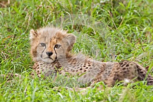 Cheetah cub