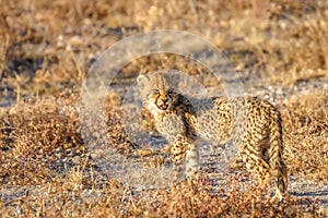 Cheetah cub ( Acinonyx Jubatus) in the golden light of dusk, Onguma Game Reserve, Namibia.