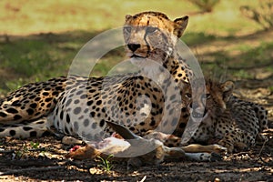 The cheetah cub Acinonyx jubatus with his mother in the shadow with a spoil.
