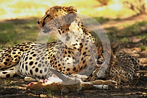 The cheetah cub Acinonyx jubatus with his mother in the shadow with a spoil