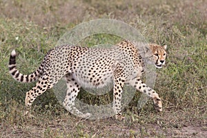 Cheetah cub (Acinonyx jubatus) in Tanzania photo