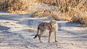 Cheetah cub ( Acinonyx Jubatus) yawning in spectacular light, Onguma Game Reserve, Namibia.