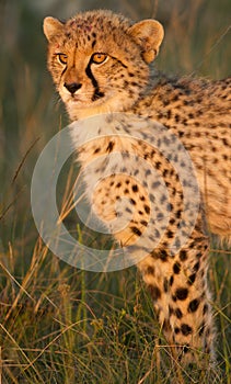 Cheetah cub with blood