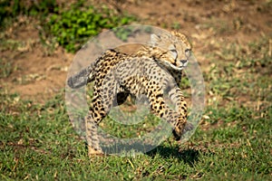 Cheetah cub bounds over grass in sunshine