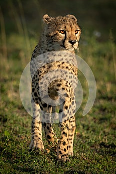 Cheetah cub with catchlights stands in grass