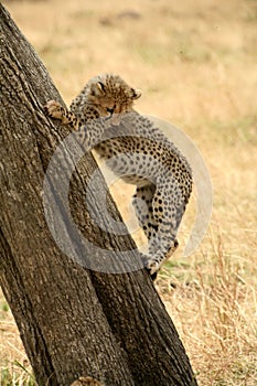 Cheetah cub climbing a tree