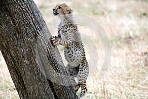 Cheetah cub climbing a tree