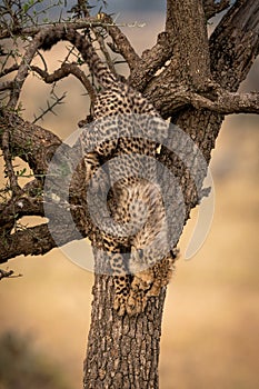 Cheetah cub climbs down whistling thorn trunk